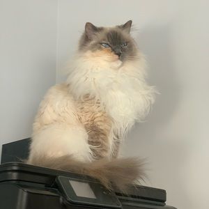 Meet your Posher, Jessie